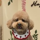 해피 테디 펫 살롱 | 쌍촌동 애견미용 살롱드207, 네일과 미용을 동시에! 푸들 테디베어컷 후기