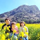 산방산모드락카페 | 제주 산방산 유채꽃 명소 실시간주소 주차 포토존 명소 추천