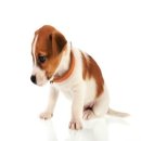 못된강아지 이미지