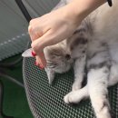 히히냥냥 | 강남역 고양이 카페 히히냥냥 청결하고 평화로워요