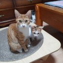 고양이 쉼터 이미지