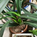 커피나무 이미지