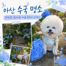 아산참요양병원 | 아산 수국 명소 다녀온 후기｜양파랑 함께한 여름 산책