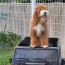 아루보리 이미지