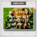 939 | 베트남 나트랑 &#34;HaiSan 939&#34; 해산물 음식점 실 방문 후기[여행 리뷰]