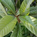 비파나무집 이미지