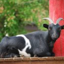 보은질고지흑염소농장 | 올 여름 보양식은 보은 질고지 흑염소 농장에서 건강을 찾으세요