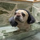 복골온천 애견스파 이미지