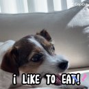 댕댕미식회 이미지