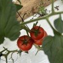 형주농장 이미지