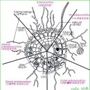 한국춘란과 균근균(菌根菌-mycorrhiza)21/뿌리와 내생균근균(內生菌根菌)14/난균(蘭菌)11(한난이352) 이미지