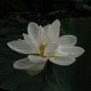 푼다리카 이미지