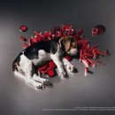 우리강아지 이미지