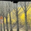 미사리조정경기장의 개나리꽃길 이미지