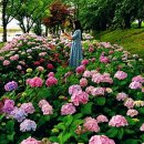 낙동제방길-1 이미지