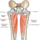 송가호계타워 | 제77화. 헬린이는 어떤 운동을 해야 할까[헬린이 루틴 추천 1탄 - 무분할 전신 운동](호계동 헬스장