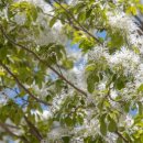 출렁다리 이팝나무길 이미지