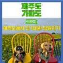 메디팜새푸른약국 | 제주도 당일치기 가파도 청보리밭 강아지 동반가능 배예약방법