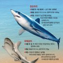 바닷물 온도 상승하자...동해에 정어리떼 쫓아온 참치, 참치 따라온 포식자 상어까지! 이미지