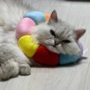 레바셀 | 미안해 못 배워서 그래.