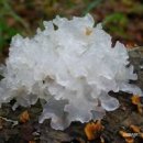 흰목이버섯 효능 부작용 흰목이버섯 효소 분해 추출물 이미지