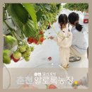 알로큰농장 | 춘천 딸기 체험 농장 알로록 준비물 체험요금 운영시간