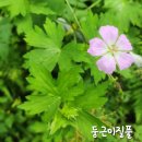 함백산 야생화 축제 이야기 이미지