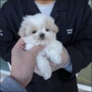 대구강아지분양 퍼피얌 이미지