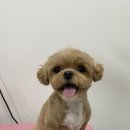 월 스트리트 애견유치원 이미지