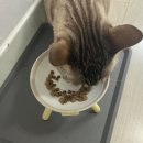 카르나4 캣 그레인프리 치킨 고양이 급여 후기, 내돈내산