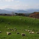 큰마음목장 이미지