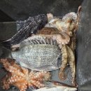 용인실내바다낚시터 이미지