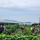 꽃회사농장 이미지