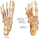 04 - Plantar interossei 바닥쪽뼈사이근 척측골간근(蹠側骨間筋) 이미지