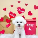 애견미용실 몽 | 안양동애견미용실 쁘띠아몽 후기, 우리집 강아지 첫 미용 성공적