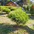 삼매목장 네이버블로그
