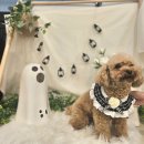 동그라개 이미지