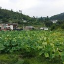 대농푸드