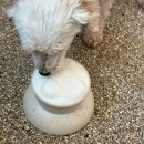 내 강아지의 봄 일산애견유치원&애견호텔 | 동탄 근교 300평 애견카페 추천 | 너를 위한 카페 방문 후기