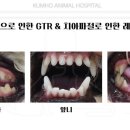 영광동물병원 이미지