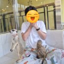 카페 프랜즈 | [미어캣 프랜즈]홍대 놀거리 꼭 가야하는 필수코스! 꿀잼 포인트 보고 가세요!