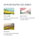 유채와바다 이미지
