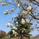 배꽃세탁 이미지