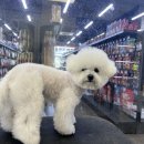 펫마트 강아지 논산점 네이버블로그