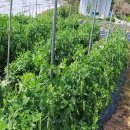 양호농장 이미지