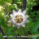 블루스카이 이미지