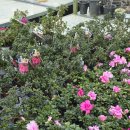 동읍996 | 창원, 동읍 동창원식물원 방문후기- 가성비 좋은 식물구경 코스