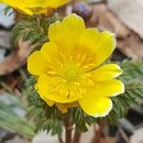 얼레지펜션 이미지