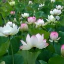 명상으로 치유하는 삶 이미지