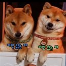 플레이하운드 이미지